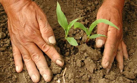 cimmyt-maize-planting