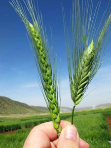 cimmyt-wheat