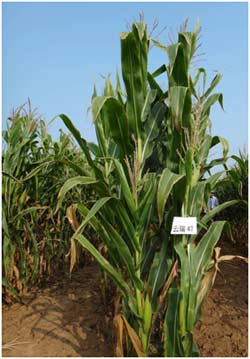 cimmyt-yunrui47