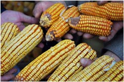 comparison-drought-tolerant-maize