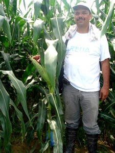 Carlos Peluha works for the Colombian Cereal Producers Federation (FENALCE) coordinating a project between CIMMYT and FENALCE, the Oil Palm Producers Federation (FEDEPALMA), and the Colombian Palm Oil Research Center (CENIPALMA). He appears here in a stand of maize at La Vizcaina, Colombia's chief research station for palm oil plants.