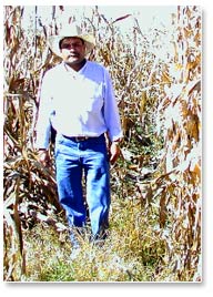 In the fields of Toluca Valley farmer, Julían Martínez, traditional plowing (left) coupled with local varieties has resulted in lodging—that is, many plants have fallen down. On the right, maize hybrids grown on raised soil beds stand tall.