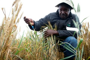 UG99 wheat stem rust screening nursery, and farms near it, Njoro, Kenya. Project involving breeders and plant pathologists from U of MN, Cornell, USDA-ARS, Australia, and CIMMYT.
