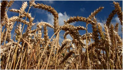 wheat-food-security