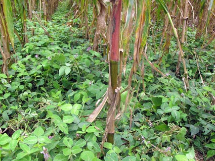 A-trial-plot-with-a-well-established-Desmodium