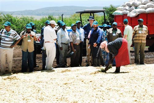 drying-maize-seed-in-the-sun