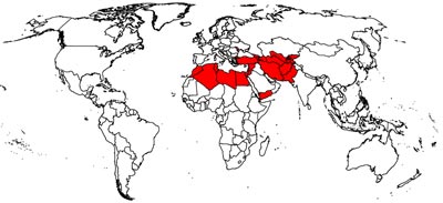 map-wheat-africa_2