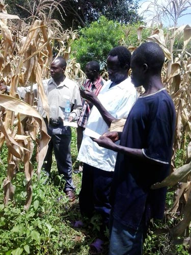 Farmers-selecting-varieties