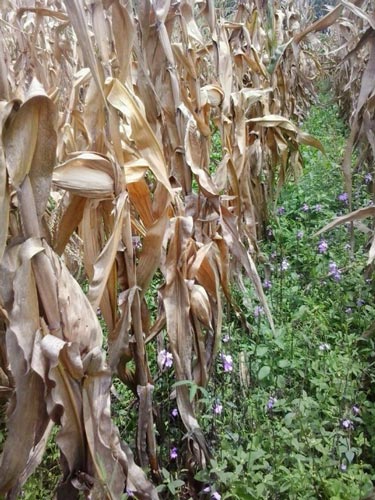 A Striga infested maize field in Tororo, Uganda.