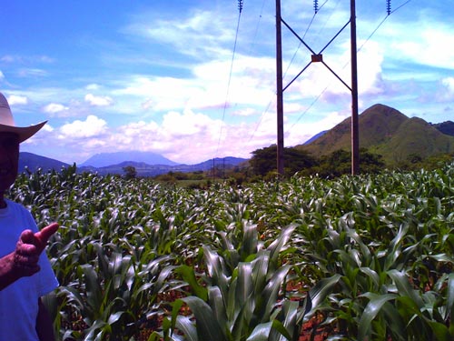 Father farmer in the field