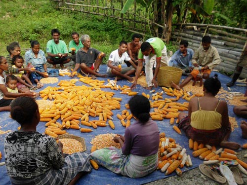 Timor-Leste-CBSP-Maize-Photo