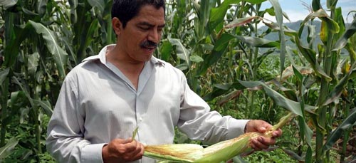 Mexican scientist and CIMMYT collaborator J. Arahón Hernández Guzmán examines a maize ear in Jala, Mexico. Photo courtesy of Eloise Phipps/CIMMYT