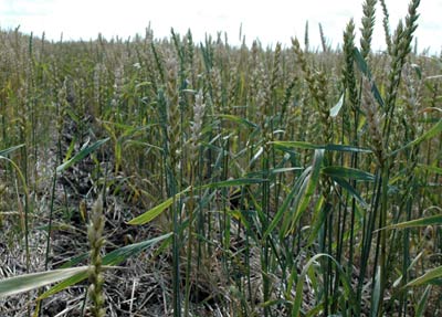  Wheat grown under conservation agriculture in the Kostanay region of Kazakhstan has stayed healthy and is set to give a good yield despite the year's severe drought and high temperatures.