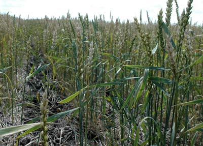 Wheat grown under conservation agriculture in the Kostanay region of Kazakhstan has stayed healthy and is set to give a good yield despite the year's severe drought and high temperatures.