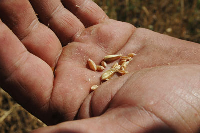 En las parcelas de Kazajstán, el trigo que fue sembrado utilizando la agricultura convencional fue gravemente afectado por la sequía y las altas temperaturas registradas en el 2012. Según el productor Idris Kozhebayev, las plantas de trigo de la región de Akmola normalmente producen 42 granos en cada espiga, pero este año solo dieron de 2 a 4