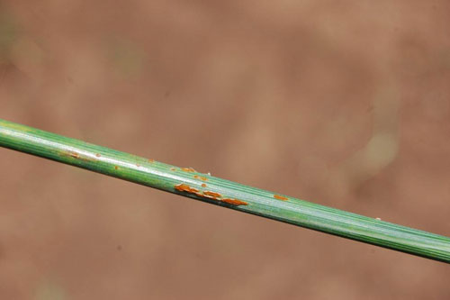 Ug99, una variante de la roya del tallo o roya negra, se ha propagado desde África hasta Irán, y es capaz de causar graves pérdidas a la agricultura. Foto: E.Quilligan/CIMMYT