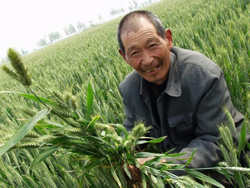 Chinese-wheat-grower