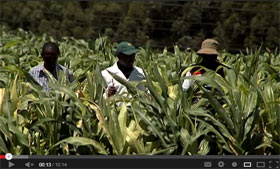 Maize lethal necrosis disease: A new challenge for maize scientists in eastern Africa