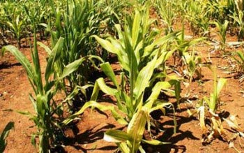 maize-inbreds-against-MLN