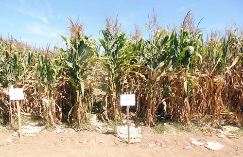 Investigation plot of hybrid seed production technology in Puerto Vallarta, Jalisco, Mexico.