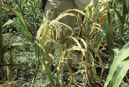 deadly-maize-disease