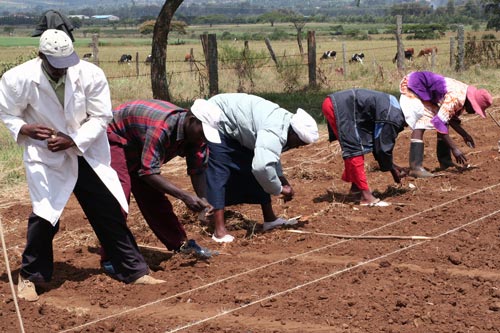 Planting rust resistance trials at Njoro