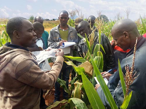 Maize technicians received a training course in Mozambique.