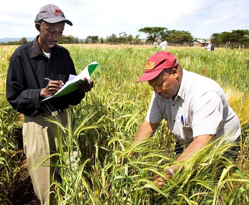 Wheat-for-Africa