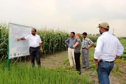 M.L. Jat shows resilient cropping system options for eastern Indo-Gangetic plains at BISA farm, Pusa. Photo: Deepak Kumar Singh/CIMMYT