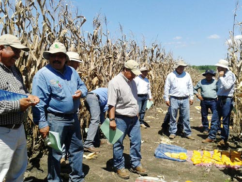 Seed specialists evaluate white and yellow maize hybrids from MasAgro’s Collaborative Testing Network for the Tropics. Photo: Alberto Chassaigne/CIMMYT