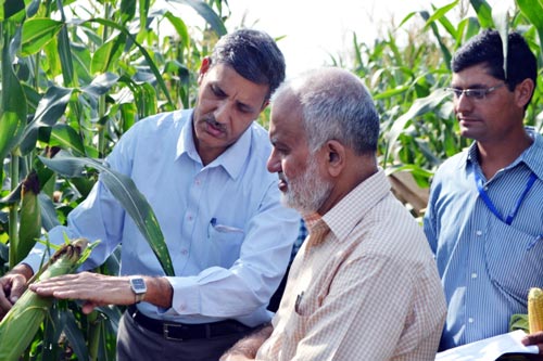 O.P. Yadav, director of the Directorate of Maize Research explains a promising hybrid to S. Ayyappan, director general of ICAR.