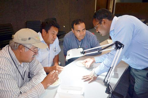 Dr. Vijay Chaikam shows the group how to identify haploid seeds. Photo: CIMMYT