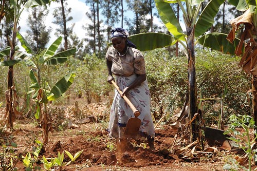 Smallholder farmer prepares maize plot for planting with CIMMYT improved varieties, Embu, Kenya. Photo: CIMMYT