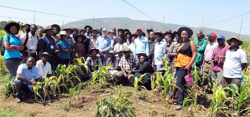 Photo: Wandera Ojanji/CIMMYT