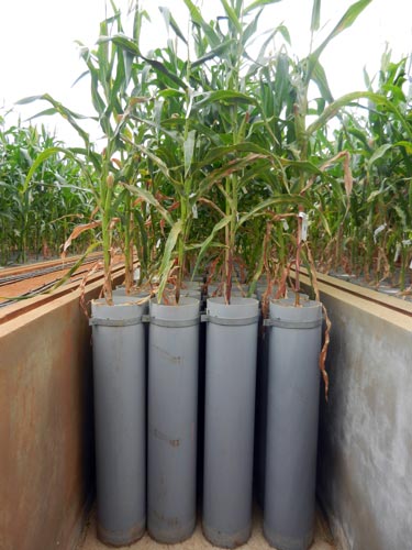 Mini-rhizotrons with maize plants sit at the root phenotyping facility. Photo: T. Durga/CIMMYT
