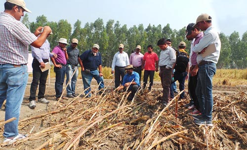 Photo: Ram Dhan Jat/CIMMYT-Karnal