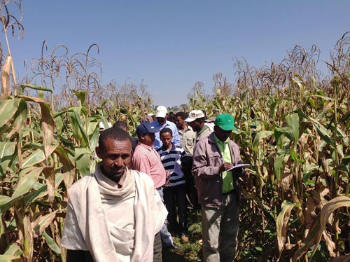Participants visit and evaluate conservation agriculture demonstration plots at Ato Hunegnaw’s farm in the Care-Gurach village of the South Achefer District, Ethiopia. Photo: Moti Jaleta