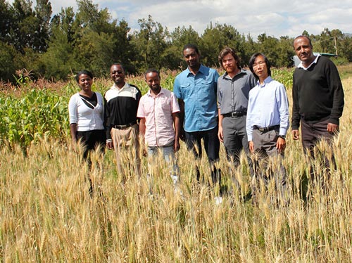 The GCAP-Ethiopia team stands in the demonstration plot. From left to right: Yodit Kebede, Ph.D. candidate; Michael Misiko, innovation scientist; Tesfaye Shiferaw, Ph.D. candidate; Dereje Tirfessa, research assistant; Frédéric Baudron, system agronomist; Hae Koo Kim, crop physiologist; and Elias Berta, project manager. Photo: Antenane Abeiy Ejigayehu