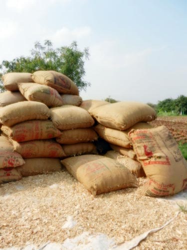 Processed stover can be used as fodder for dairy cattle. Photos: P.H. Zaidi