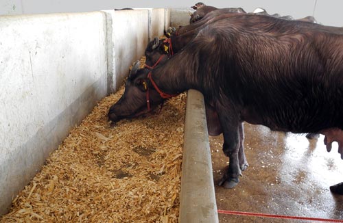 Dairy cattle eat processed maize stover in India. Photos: P.H. Zaidi