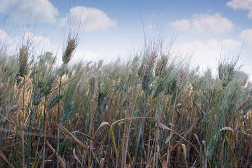 Wheat grows under the canopy of F. albida around mid-October in Mojo area, Ethiopia.