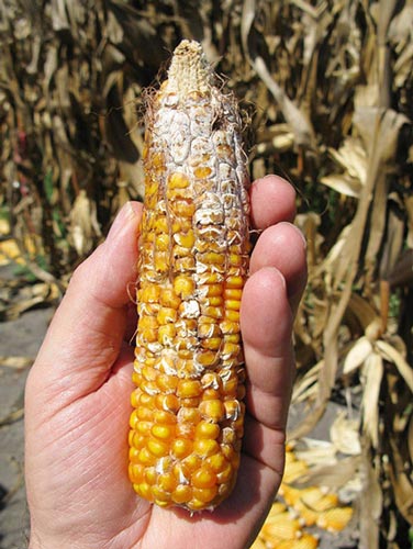 Photo: Thomas Lumpkin/CIMMYT