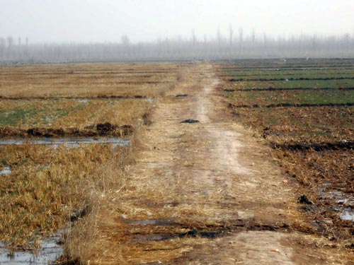 A demonstration site during winter irrigation shows a conservation agriculture (CA) field (left) and conventionally (CK) planted field (right). The CA field was planted on 14 October while the CK field was planted at the end of September.