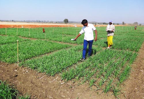 Researchers acquire “greenness” data using a hand-held NDVI sensor. Photo: Ravi Valluru