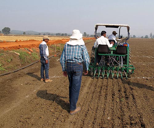 Researchers sow wheat trials. Photo: Arun Joshi