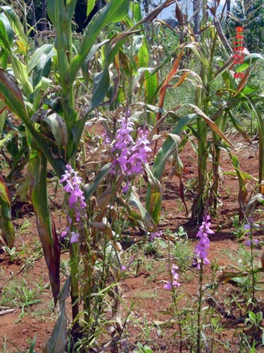 Known locally as “witchweed,” the parasitic plant Striga spp. casts no spells but uses needle-like tendrils to suck nutrients from maize roots. The weed is prevalent in Nyanza and Western Provinces of Kenya, where it grows on some 200,000 hectares and causes crop damage worth an estimated US$ 80 million per year. Photo: CIMMYT