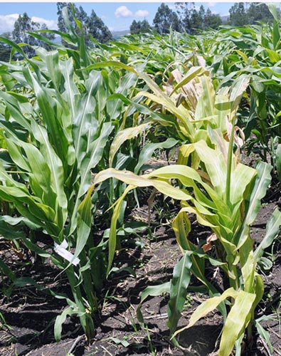 A promising pre-release CIMMYT hybrid versus an MLN-susceptible commercial check.