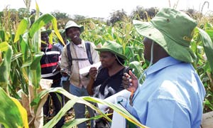 Some of the CIMMYT partners who participated in a field day showcase fertilizer friendly maize in Kiboko, Kenya. Photo: Biswanath Das/CIMMYT