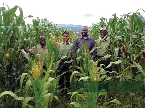 Watanga Chacha, CEO Meru Agro displays a bag of HB513, a fertilizer-friendly maize hybrid. Picture: Biswanath Das/CIMMYT