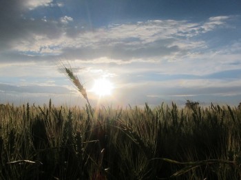 Wheat Atlas